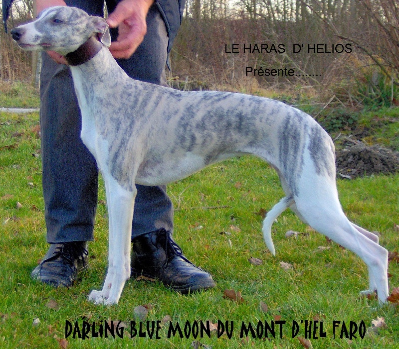 Darling blue moon du mont d'Hel Faro