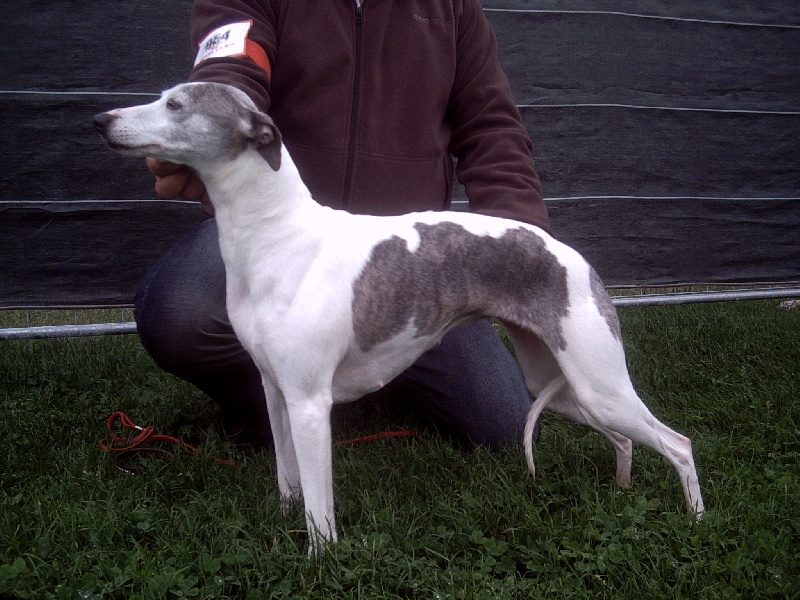 Pauline du haras d'helios et Tea time du haras d'helios