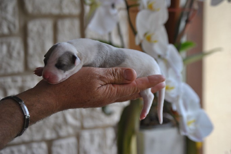 du mont d'Hel Faro - Whippet - Portée née le 26/07/2015