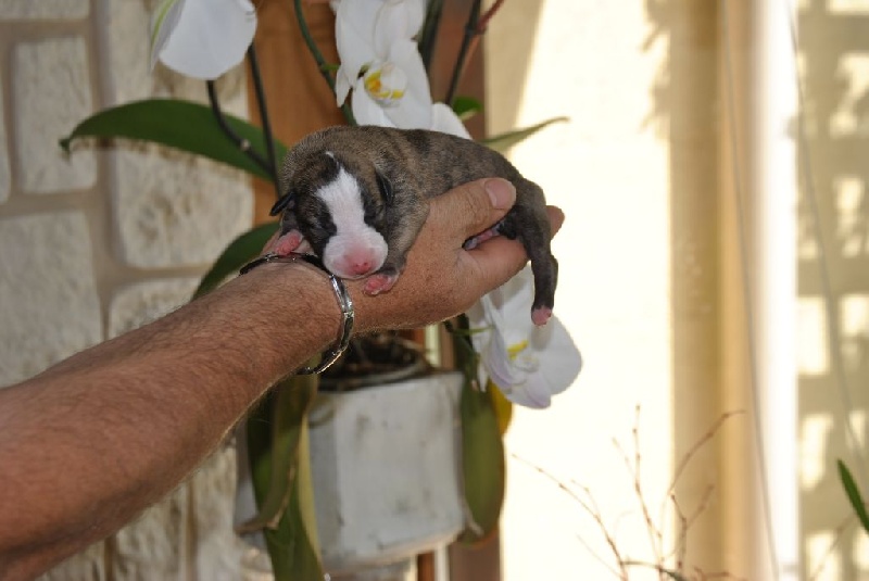 du mont d'Hel Faro - Whippet - Portée née le 26/07/2015